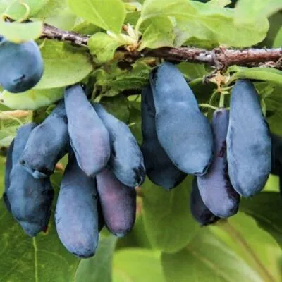 Саженцы жимолости оптом в Саранске