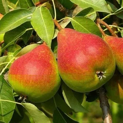 Саженцы груши оптом в Саранске