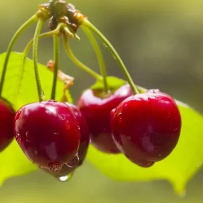 Черешня СИНЯВСКАЯ  Черешня СИНЯВСКАЯ в Саранске