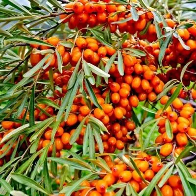 Саженцы облепихи оптом в Саранске