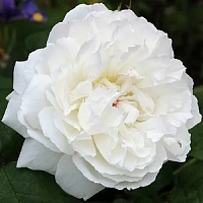 Саженцы роз ВИНЧЕСТЕР КАФЕДРАЛ английская  Саженцы роз ВИНЧЕСТЕР КАФЕДРАЛ английская в Саранске