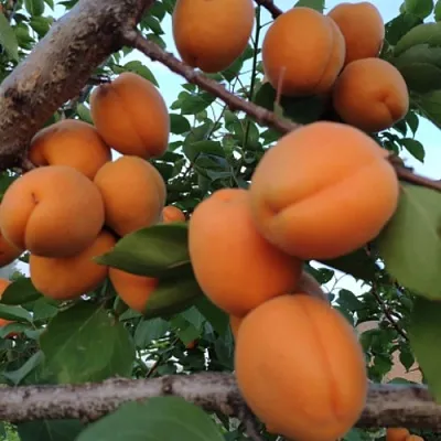 Абрикос ГОЛД РИЧ  Абрикос ГОЛД РИЧ в Саранске