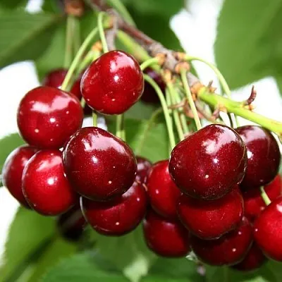 Черешня МИНЧАНКА  Черешня МИНЧАНКА в Саранске