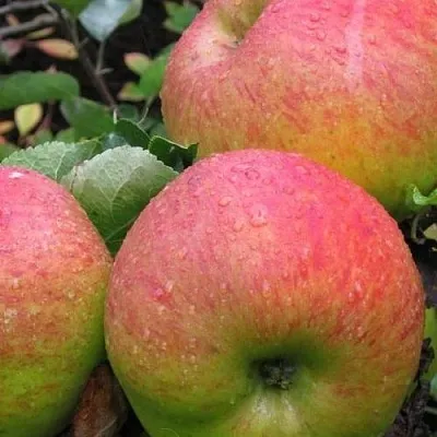 Яблоня ЯБЛОЧНЫЙ СПАС  Яблоня ЯБЛОЧНЫЙ СПАС в Саранске