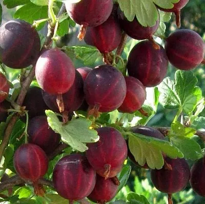 Крыжовник ХИННОМАКИ РОТ в Саранске