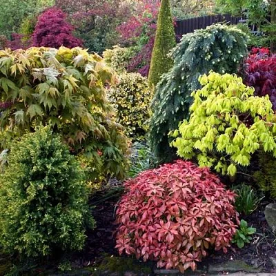 Декоративные растения в Саранске