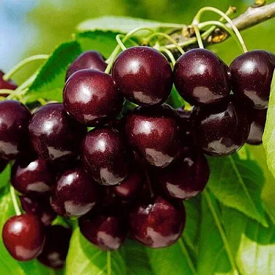 Черешня ВИТЯЗЬ  Черешня ВИТЯЗЬ в Саранске