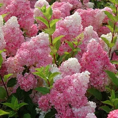 Гортензия МЕЛЬБА ФРАЙЗ метельчатая в Саранске