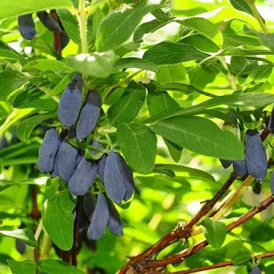 Жимолость съедобная ЛЕБЁДУШКА  Жимолость съедобная ЛЕБЁДУШКА в Саранске