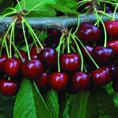 Черешня ВЕДА  Черешня ВЕДА в Саранске