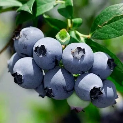 Голубика СИЕРРА в Саранске