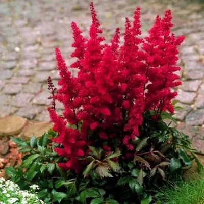 Астильба ГЛАТ Арендса — описание сорта Астильба ГЛАТ Арендса в Саранске