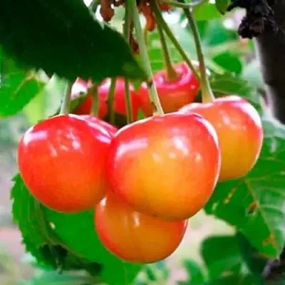 Черешня ДОНЧАНКА  Черешня ДОНЧАНКА в Саранске