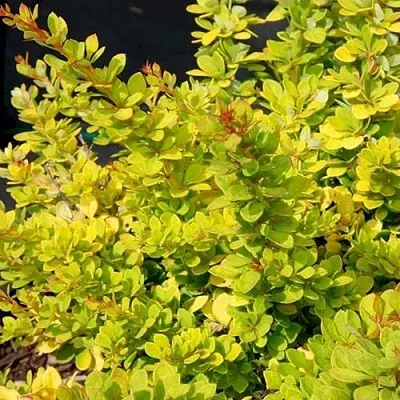 Барбарис СЕНСЕЙШЕН тунберга  Барбарис СЕНСЕЙШЕН тунберга в Саранске