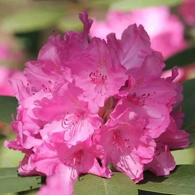 Рододендрон ЛУМИНА в Саранске