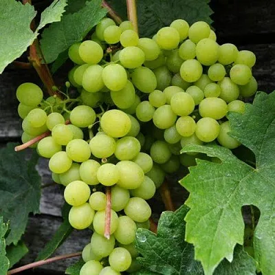 Виноград АЛЕШЕНЬКИН в Саранске