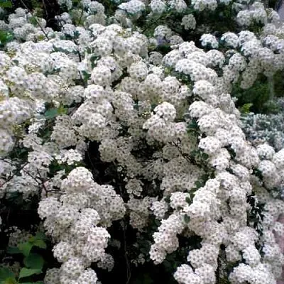 Спирея ВАНГУТТА в Саранске