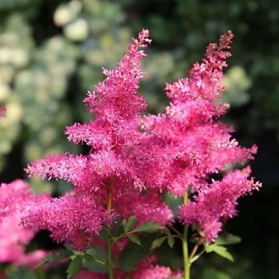 Астильба САННИ ДЕЙ гибридная  Астильба САННИ ДЕЙ гибридная в Саранске