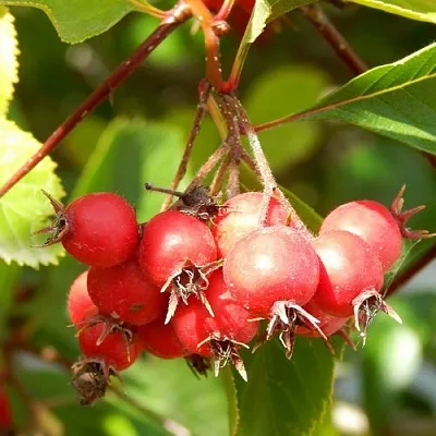 Боярышник ШАМИЛЬ в Саранске