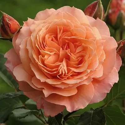 Саженцы роз БЕЛЬВЕДЕР шраб  Саженцы роз БЕЛЬВЕДЕР шраб в Саранске