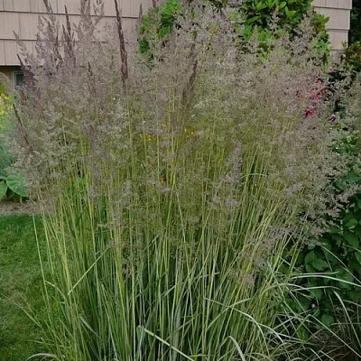 Вейник АВАЛАНШ остроцветковый  Вейник АВАЛАНШ остроцветковый в Саранске