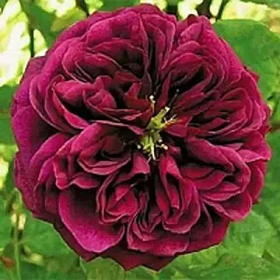 Саженцы роз ЗЕ ПРИНЦ английская  Саженцы роз ЗЕ ПРИНЦ английская в Саранске