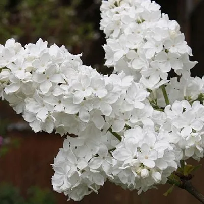 Сирень ФЛОРА в Саранске