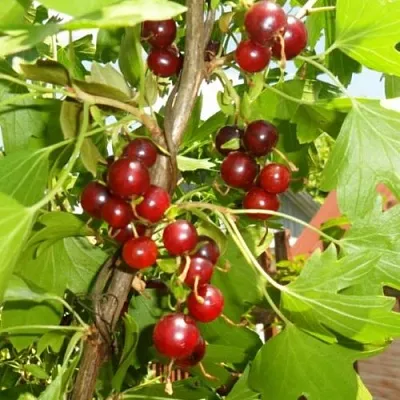 Смородина золотистая ВИШНЕВАЯ  Смородина золотистая ВИШНЕВАЯ в Саранске