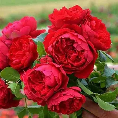 Саженцы роз ФЛОРЕНТИНА плетистая  Саженцы роз ФЛОРЕНТИНА плетистая в Саранске