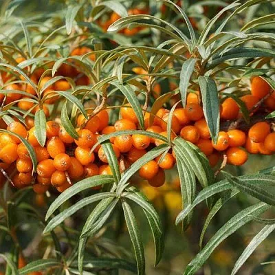 Облепиха РОСИНКА в Саранске