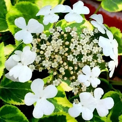 Гортензия МИРАНДА черешковая в Саранске