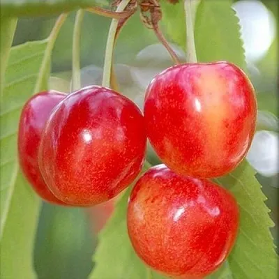 Черешня МЕДУНИЦА  Черешня МЕДУНИЦА в Саранске