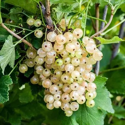 Смородина белая БЕЛАЯ ПОТАПЕНКО  Смородина белая БЕЛАЯ ПОТАПЕНКО в Саранске