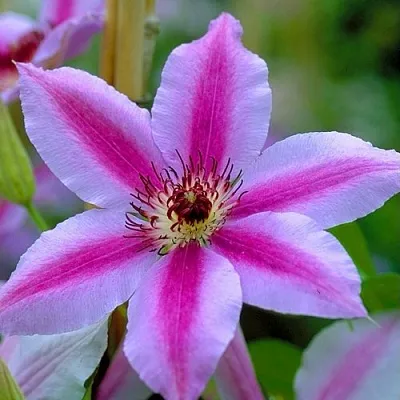 Клематис НЕЛЛИ МОЗЕР  Клематис НЕЛЛИ МОЗЕР в Саранске