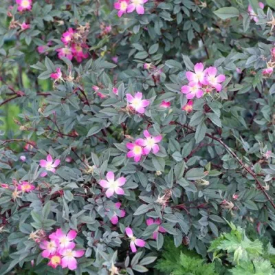 Саженцы роз сизая — описание сорта Саженцы роз сизая в Саранске