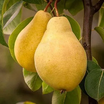 Осенние сорта в Саранске