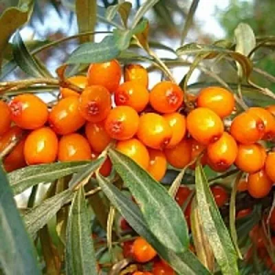 Облепиха БОТАНИЧЕСКАЯ в Саранске