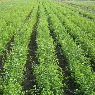 Подвой в Саранске