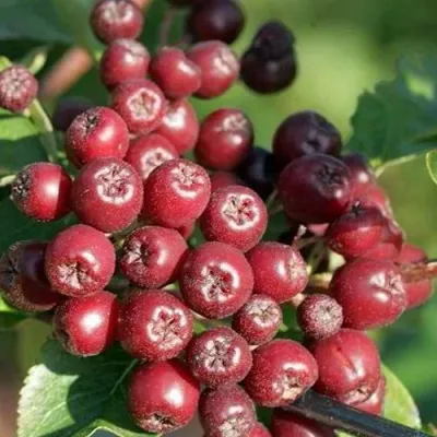 Рябина БУРКА сладкоплодная — описание сорта Рябина БУРКА сладкоплодная в Саранске