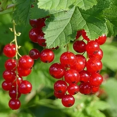 Смородина красная РОНДОМ  Смородина красная РОНДОМ в Саранске