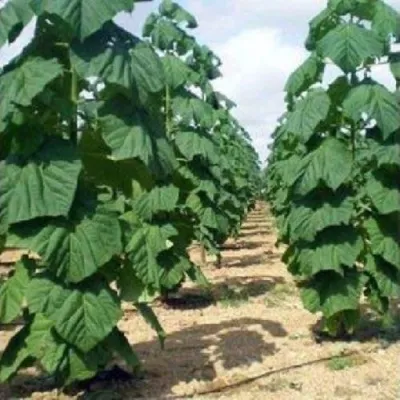 Павлония ПАО ТОГН Z07 — описание сорта Павлония ПАО ТОГН Z07 в Саранске