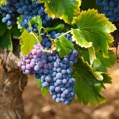 Виноград ЗИЛГА в Саранске