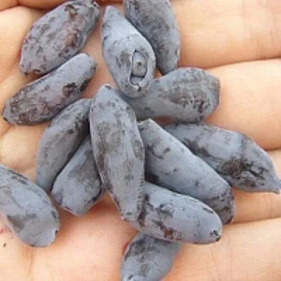 Жимолость съедобная ЧУЛЫМСКАЯ  Жимолость съедобная ЧУЛЫМСКАЯ в Саранске