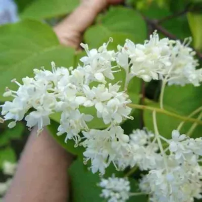 Сирень АМУРСКАЯ в Саранске