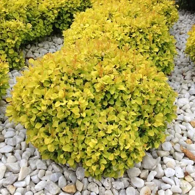 Барбарис БОНАНЗА ГОЛД тунберга  Барбарис БОНАНЗА ГОЛД тунберга в Саранске