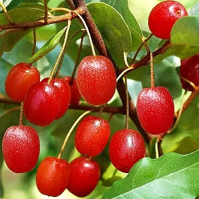 Гуми в Саранске