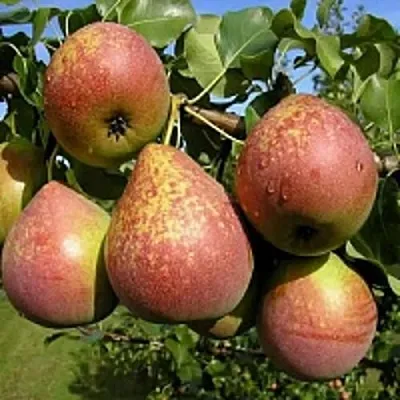 Груша МРАМОРНАЯ в Саранске