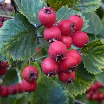 Боярышник АРНОЛЬДА  Боярышник АРНОЛЬДА в Саранске