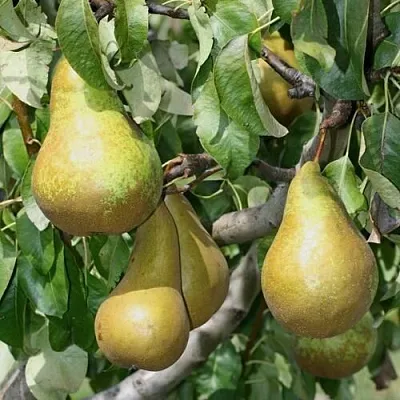 Груша САПФИРА колонновидная  Груша САПФИРА колонновидная в Саранске