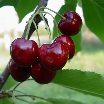 Черешня СТЕЛЛА  Черешня СТЕЛЛА в Саранске